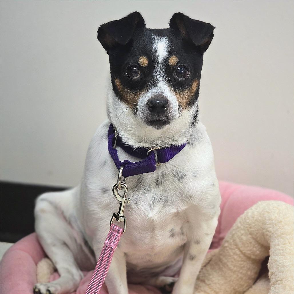 Enlarge Maggie, an adopted Jack Russell Terrier in Milan, IL image 2/2