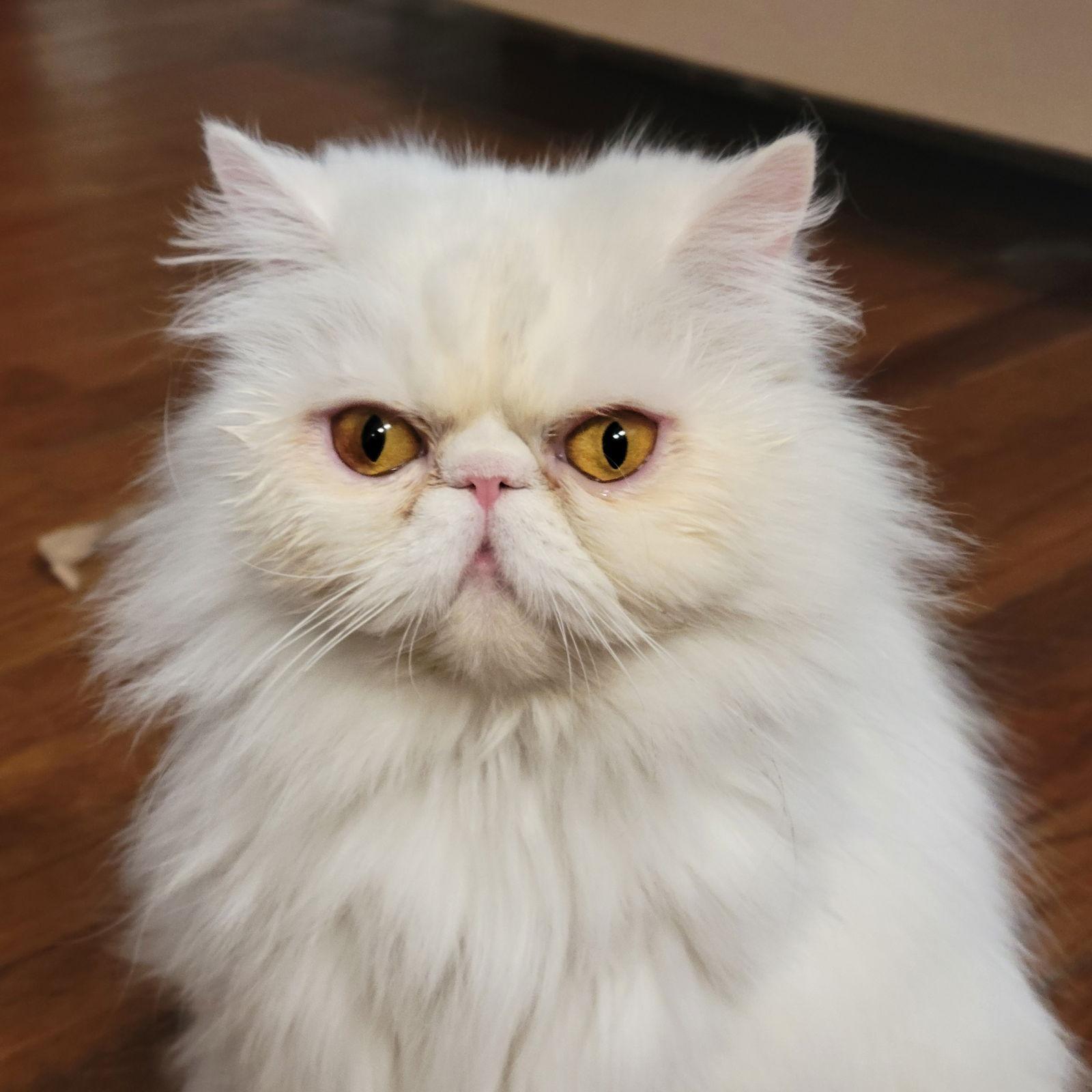 Enlarge Minerva, a Adopted Persian in Chicago, IL image 1/1