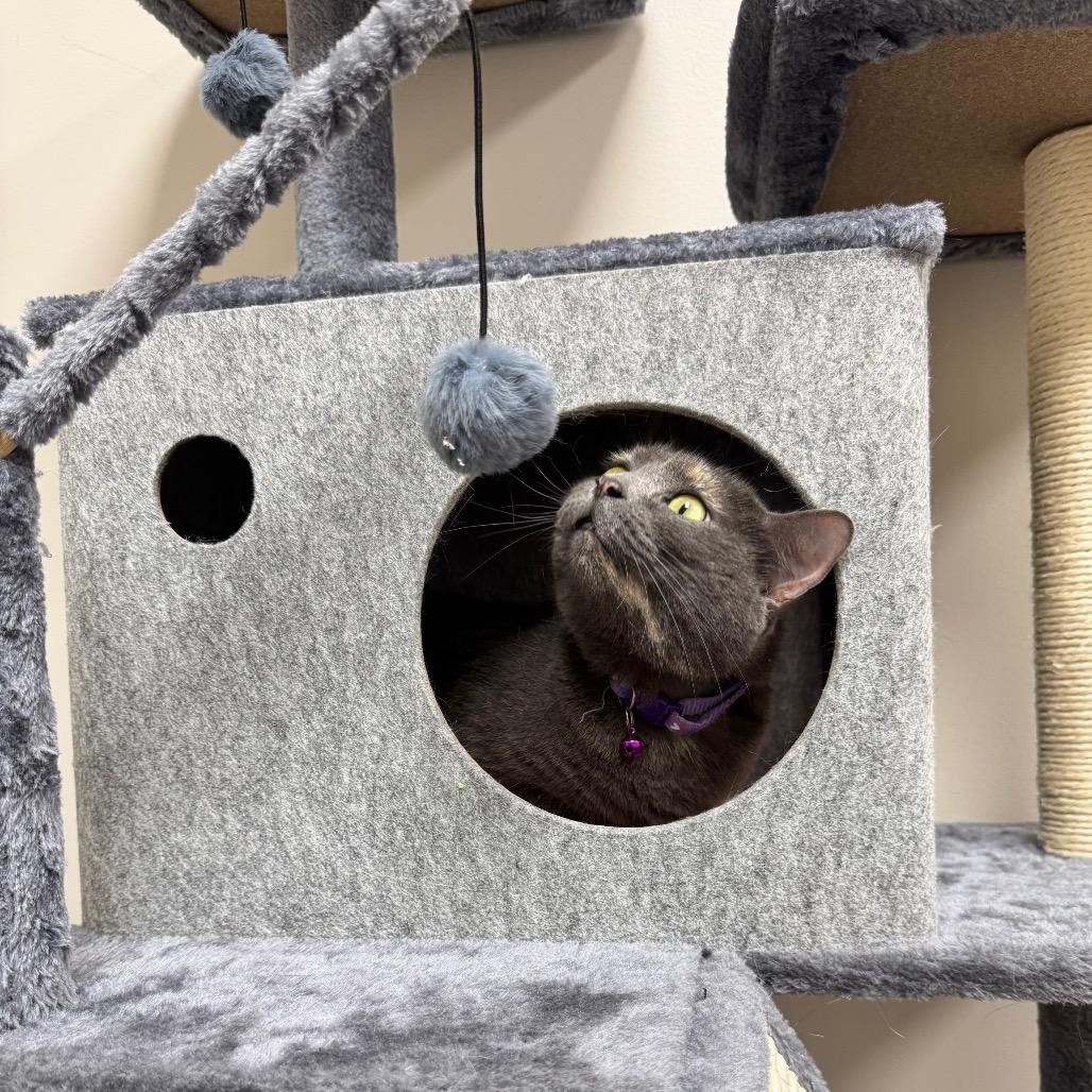 Enlarge Freyja, an adopted British Shorthair in The Woodlands, TX image 3/6