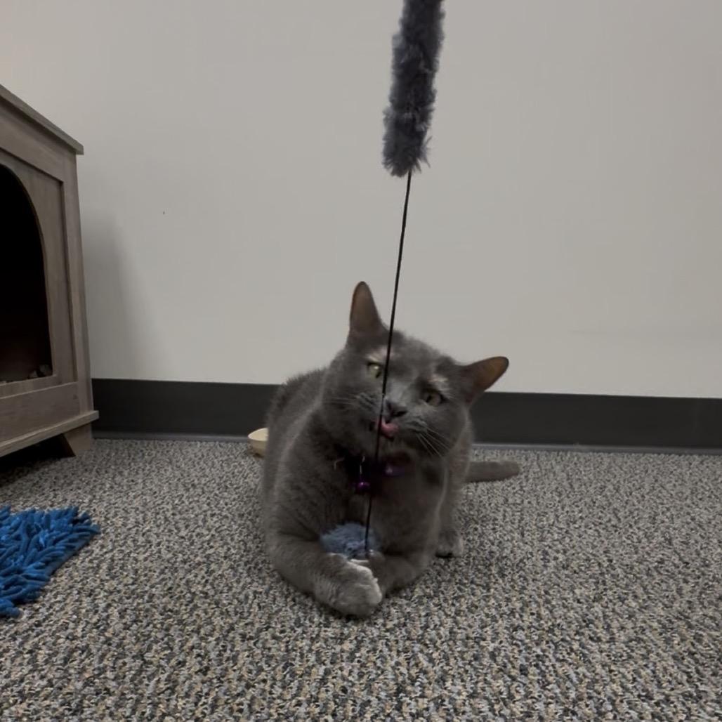 Enlarge Freyja, an adopted British Shorthair in The Woodlands, TX image 5/6