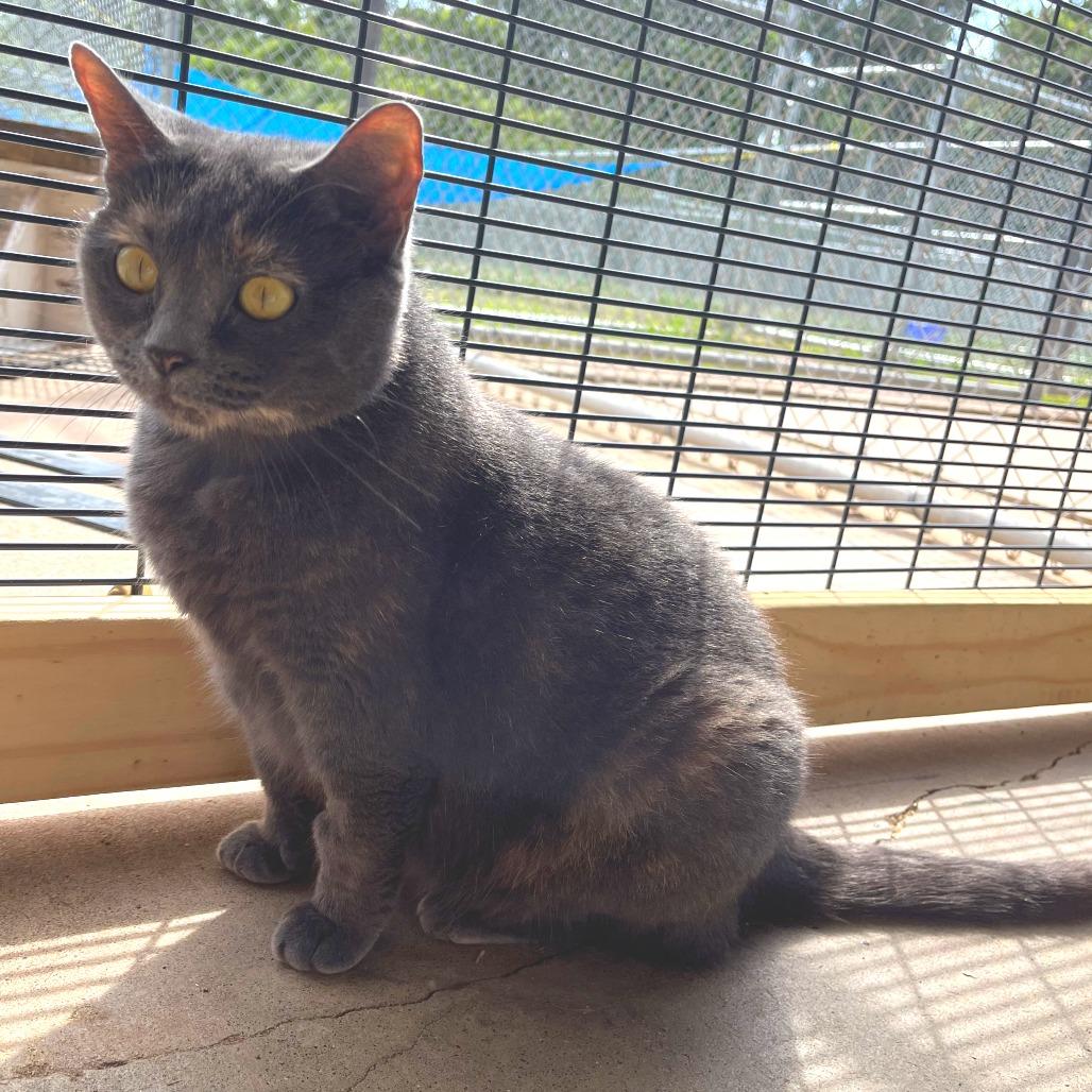 Freyja, adopted, Adult Female British Shorthair.