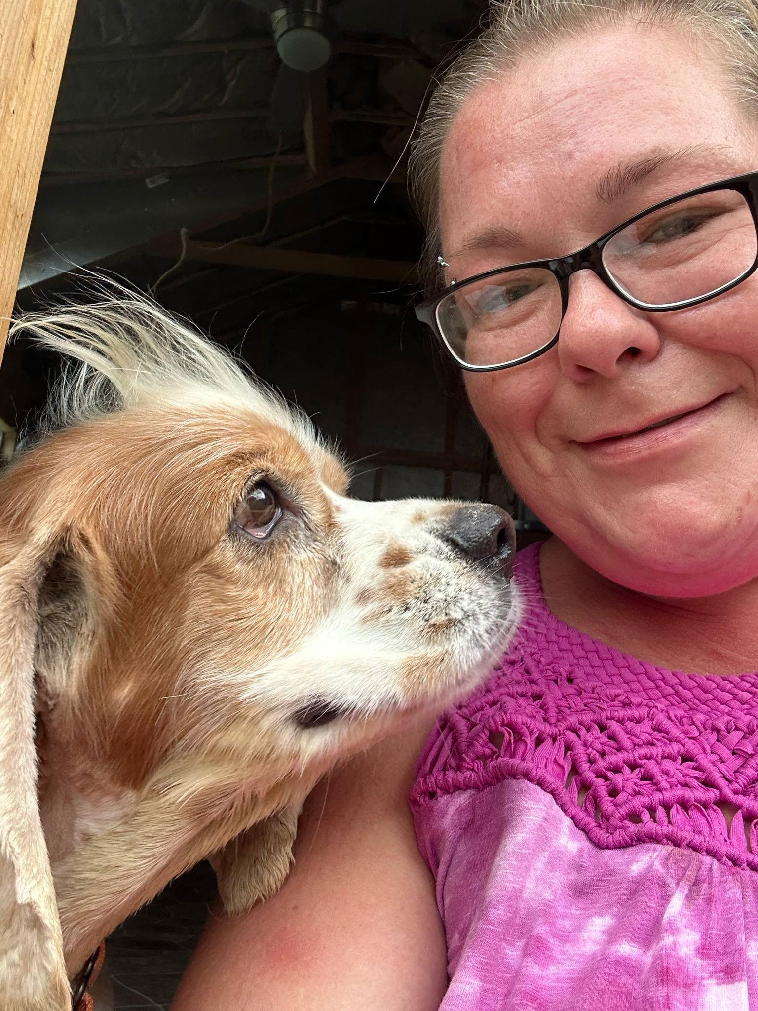 Enlarge Ozzie, a Adoptable Cocker Spaniel in Berlin, MD image 1/3