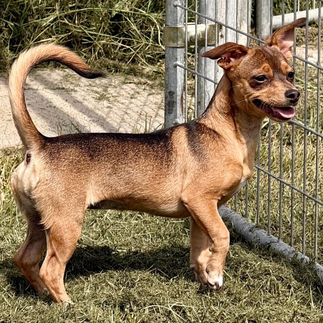 Miss Lady, Adoptable, Young Female Chihuahua & Shih Tzu.