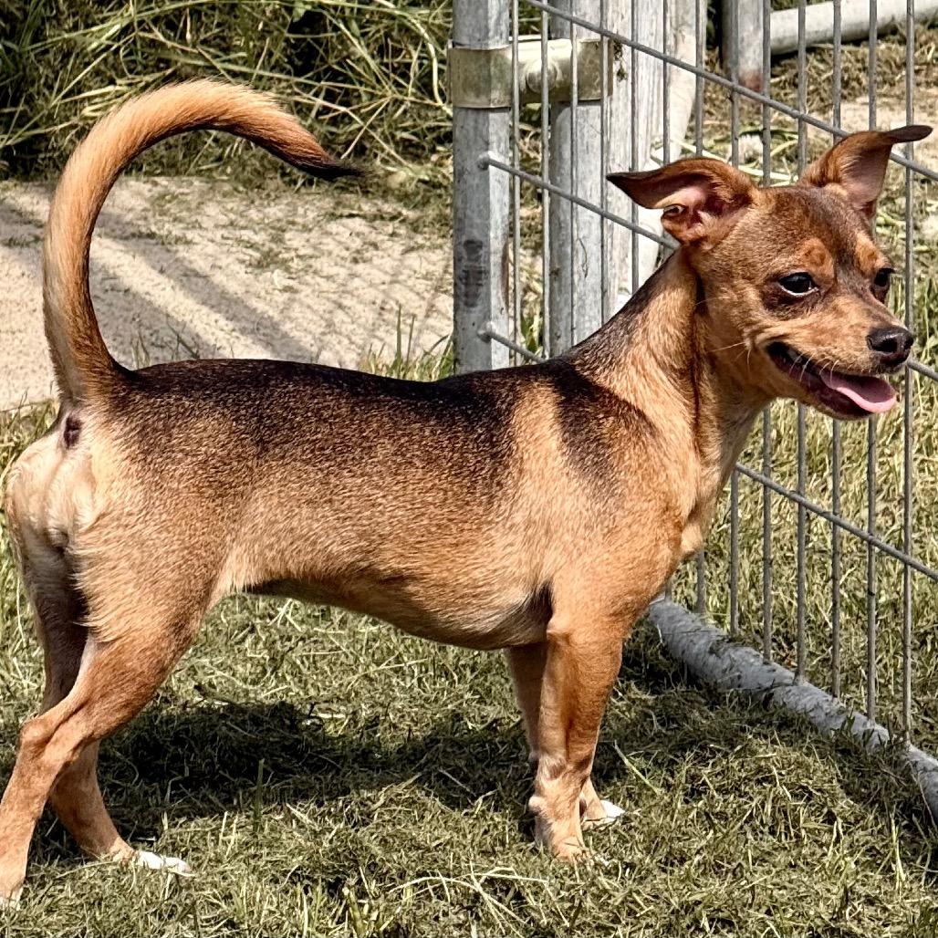 Enlarge Miss Lady, a Adoptable mixed breed in West Richland, WA image 3/6