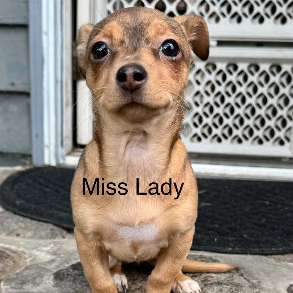 Enlarge Miss Lady, a Adoptable mixed breed in West Richland, WA image 4/6