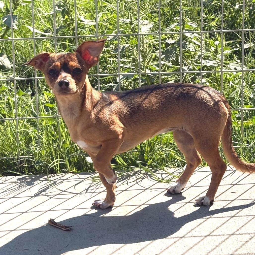 Enlarge Miss Lady, a Adoptable mixed breed in West Richland, WA image 5/6