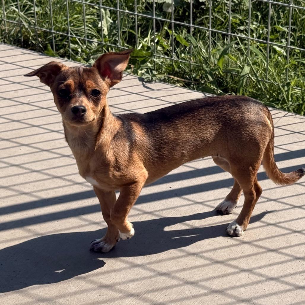 Enlarge Miss Lady, a Adoptable mixed breed in West Richland, WA image 6/6