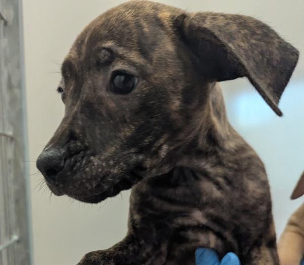 Sweet And Sour Pork, a Adoptable mixed breed in Santa Rosa, CA image 1/2