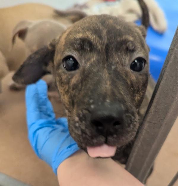 Sweet And Sour Pork, a Adoptable mixed breed in Santa Rosa, CA image 2/2