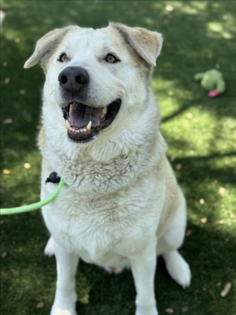 MAX, Adoptable, Adult Male Siberian Husky & Chow Chow.