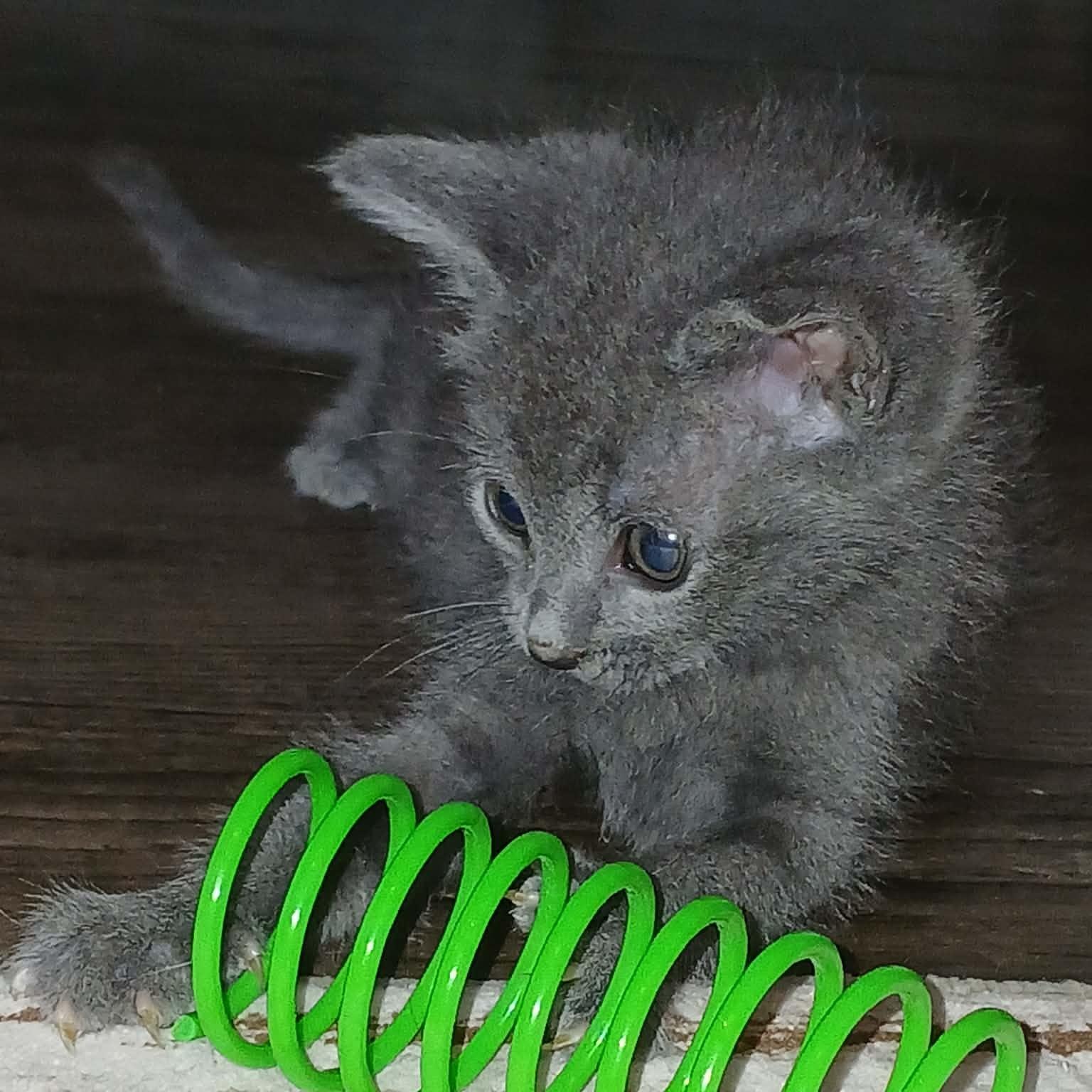 Enlarge Cucumber - in foster home, an adopted Domestic Short Hair in Myrtle Beach, SC image 1/1