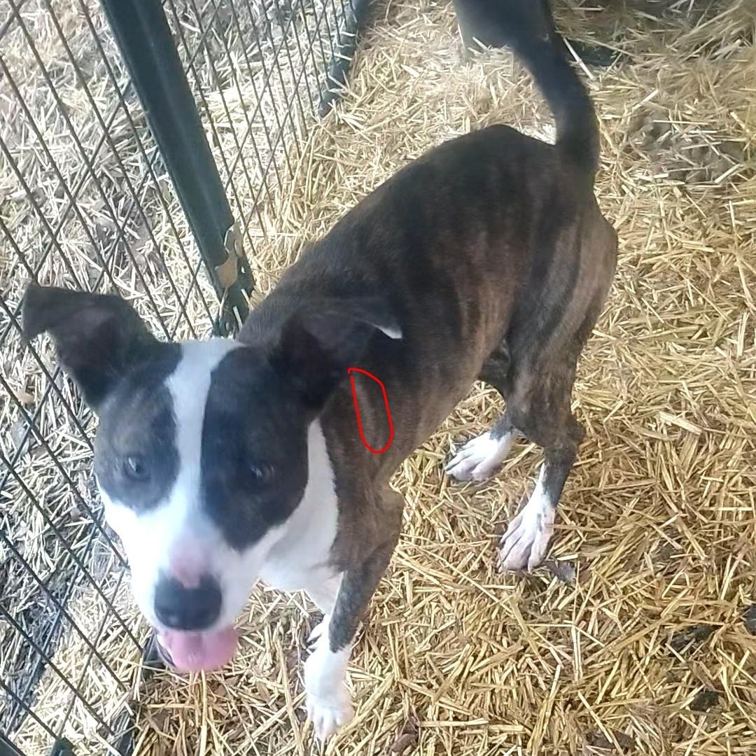 Enlarge Tilly, a ADOPTABLE mixed breed in Carson, MS image 1/1