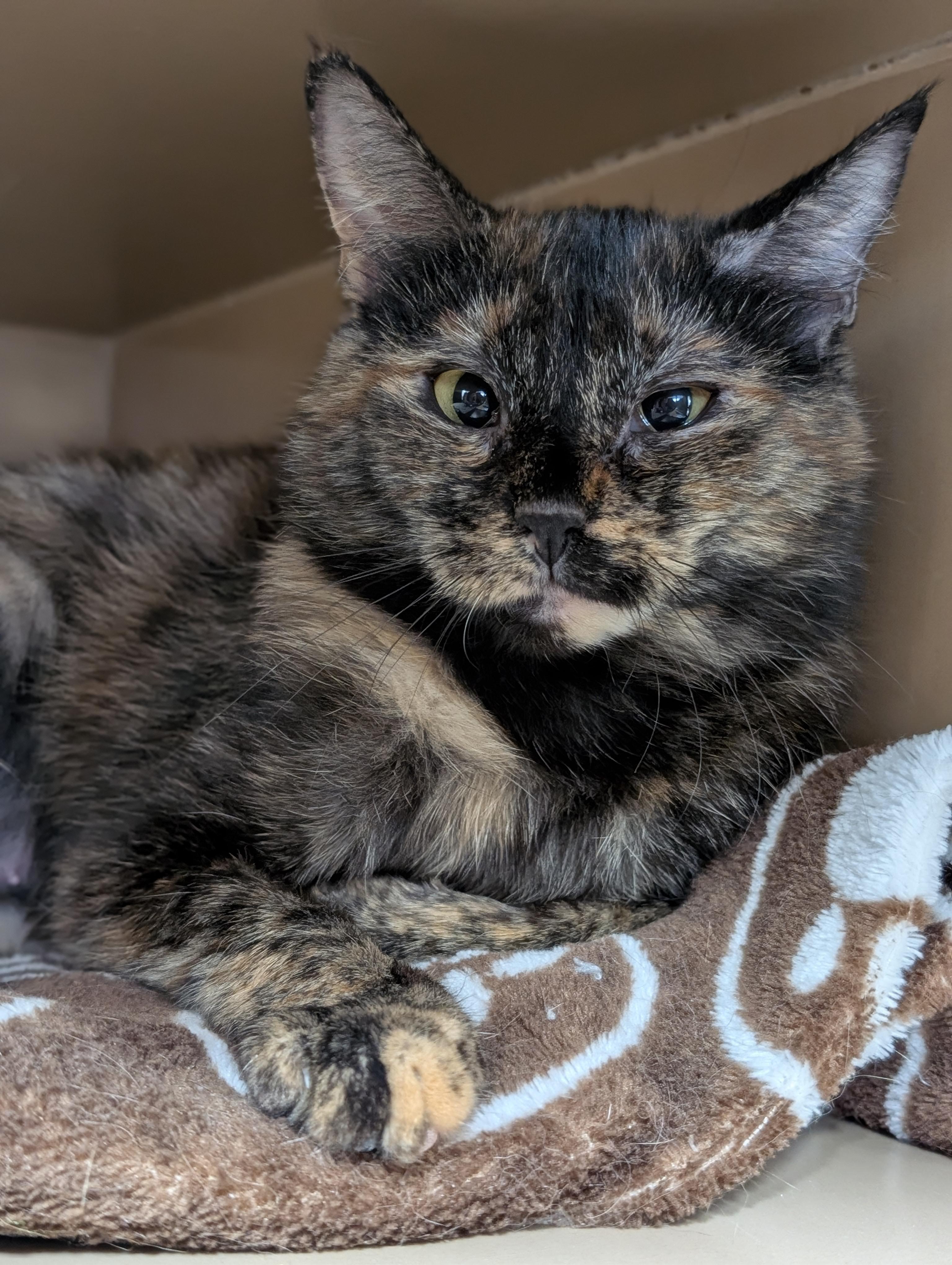 Evelyn, adopted, Young Female Domestic Short Hair.