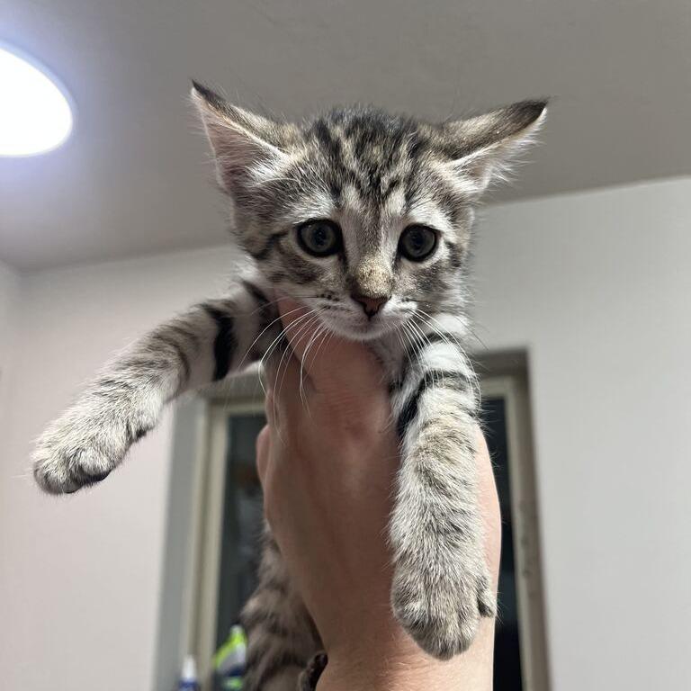 Dijon, Adoptable, Kitten Female Domestic Short Hair.