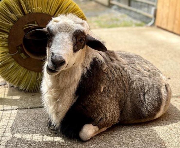 Carlos, Adoptable, Adult Male Sheep.