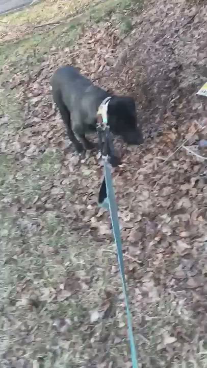 Enlarge Ace, a Adopted mixed breed in Cortlandt Manor, NY video 1/2