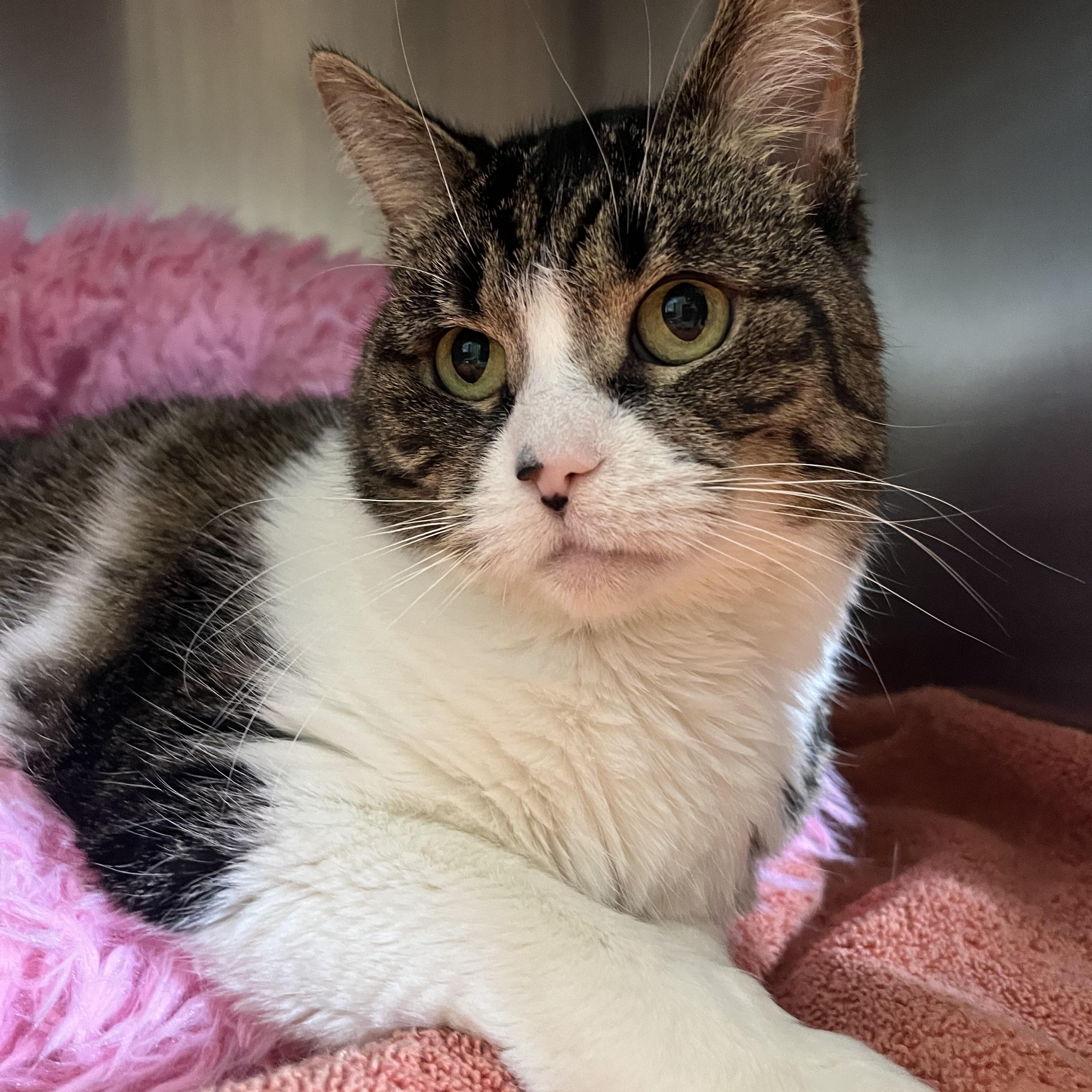 Mochi, ADOPTABLE, Adult Female Domestic Short Hair.