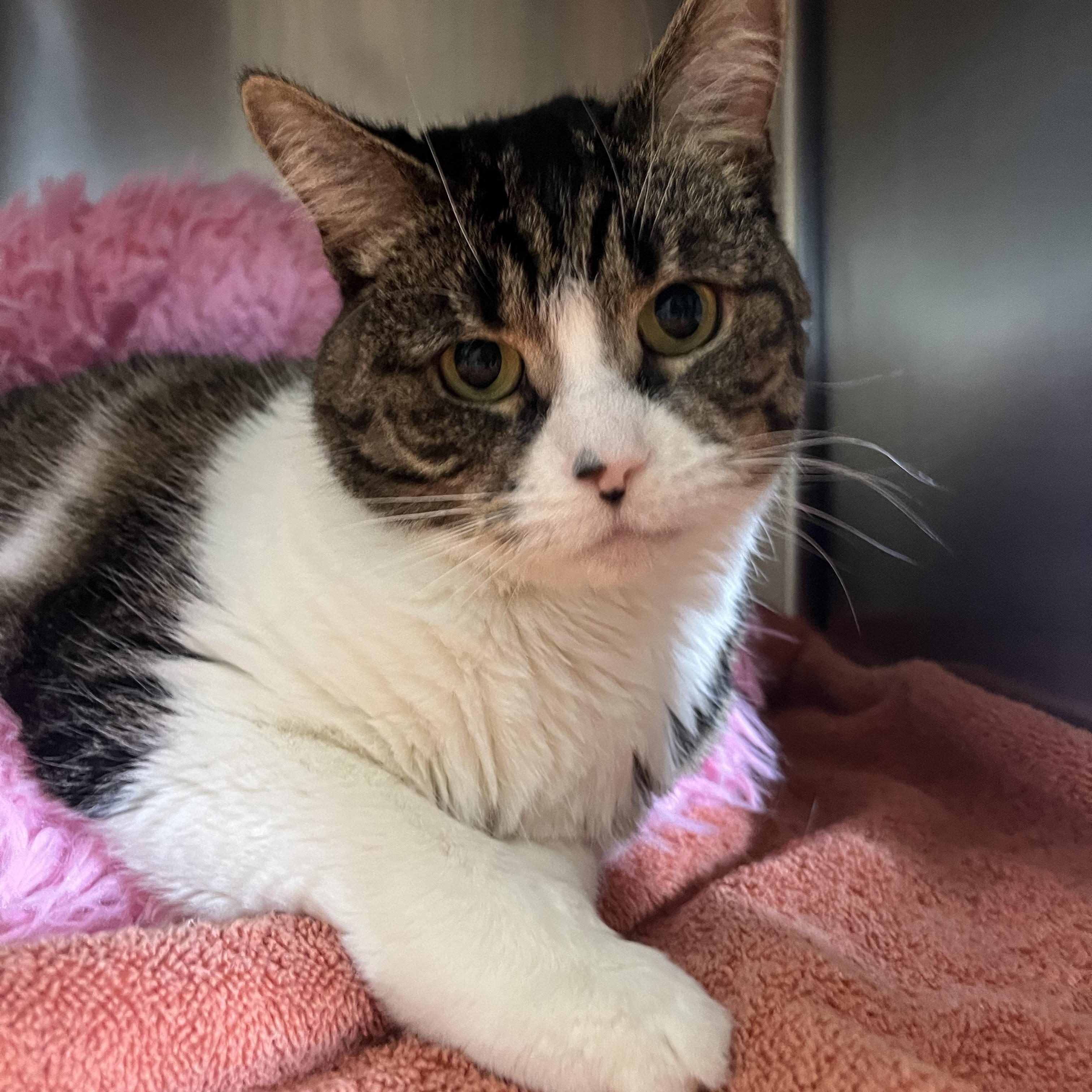 Enlarge Mochi, a ADOPTABLE Domestic Short Hair in Port Perry, ON image 3/3