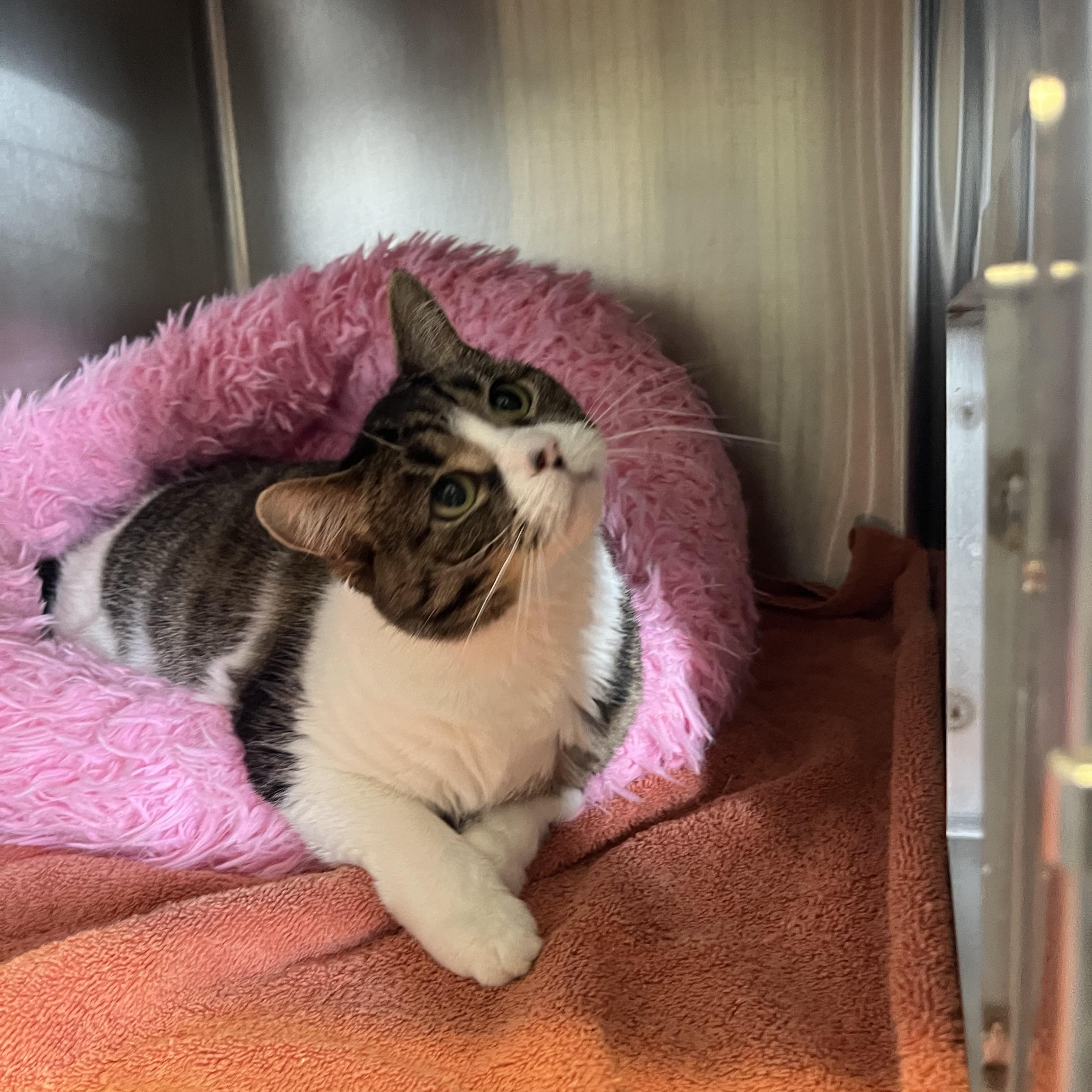 Enlarge Mochi, a ADOPTABLE Domestic Short Hair in Port Perry, ON image 2/3