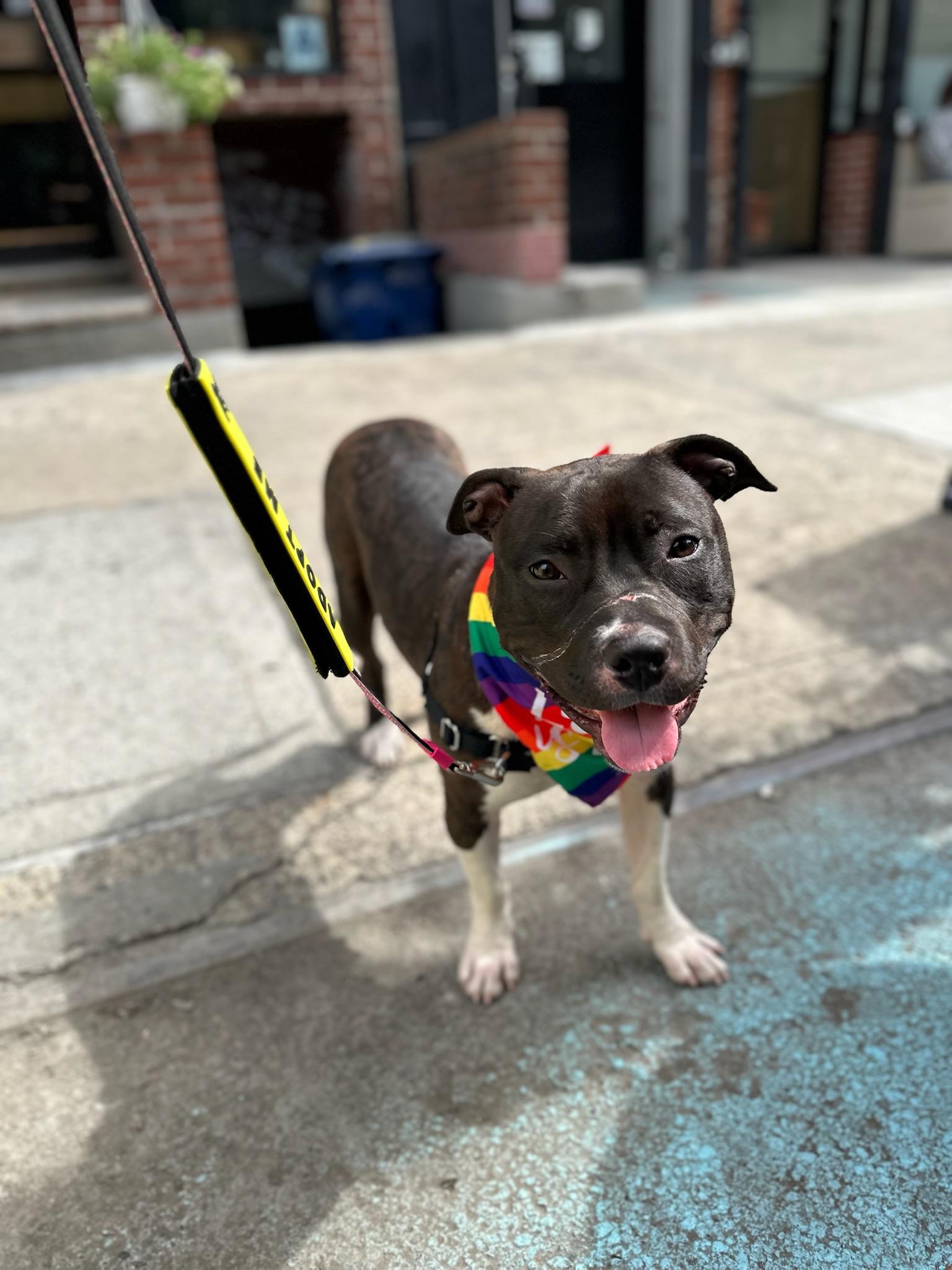 Enlarge Ruby, a Adopted mixed breed in Brattleboro, VT image 1/6