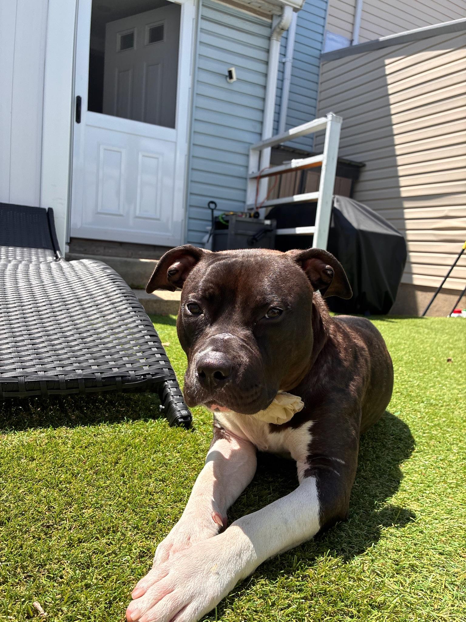 Enlarge Ruby, a Adopted mixed breed in Brattleboro, VT image 6/6