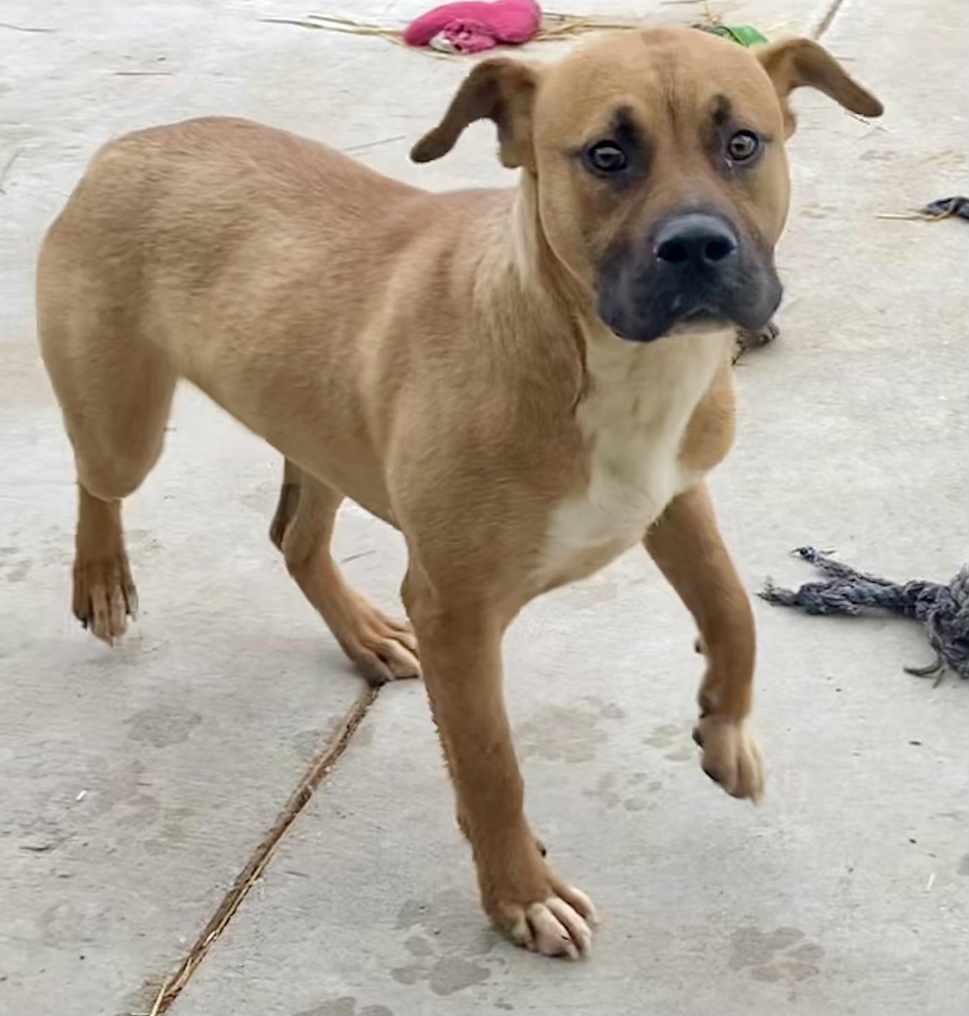 Enzo, a Adoptable mixed breed image 2/5