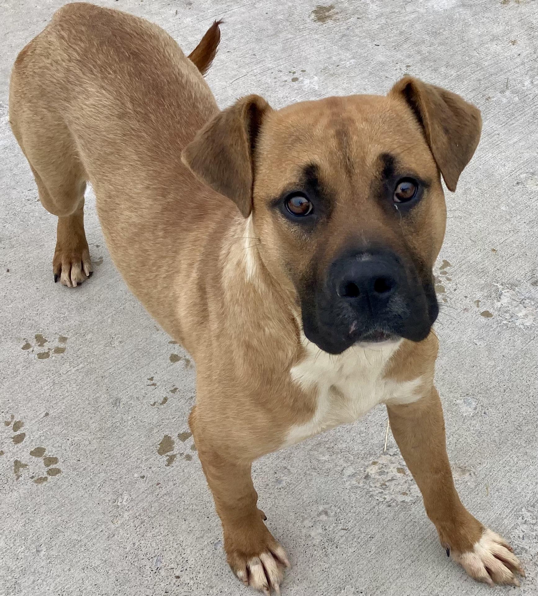 Enzo, a Adoptable mixed breed image 5/5