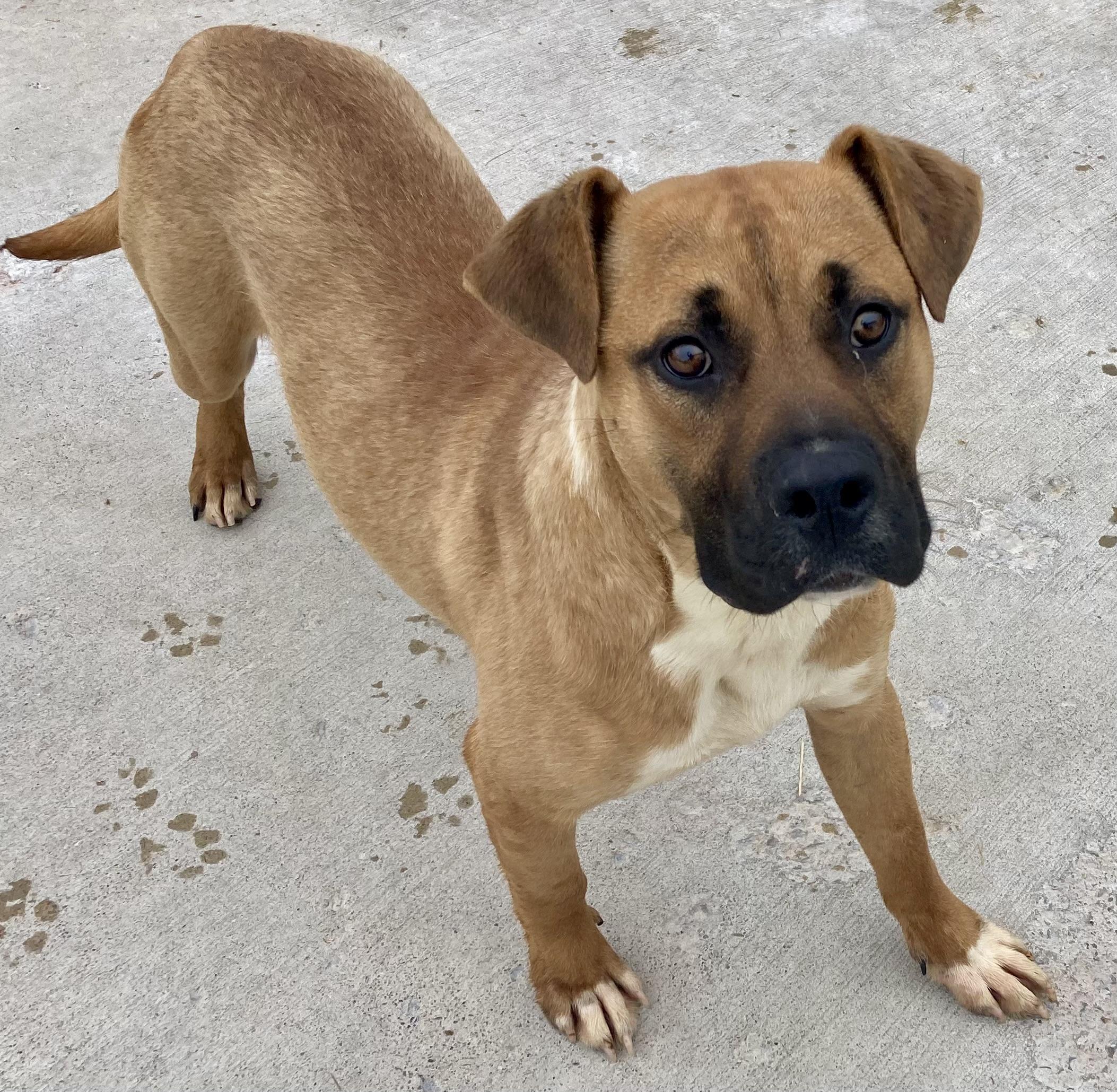 Enzo, a Adoptable mixed breed image 3/5