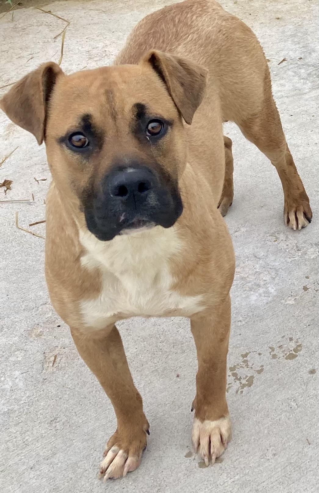 Enzo, Adoptable, Adult Male Shepherd & Pit Bull Terrier.