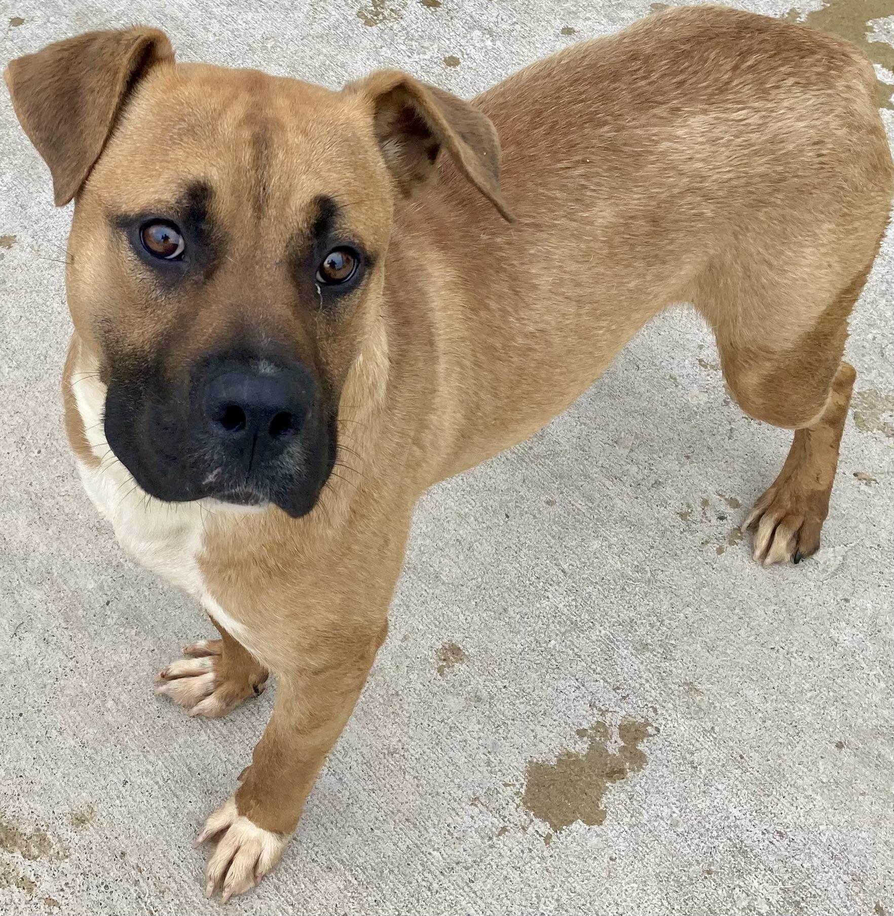 Enzo, a Adoptable mixed breed image 4/5