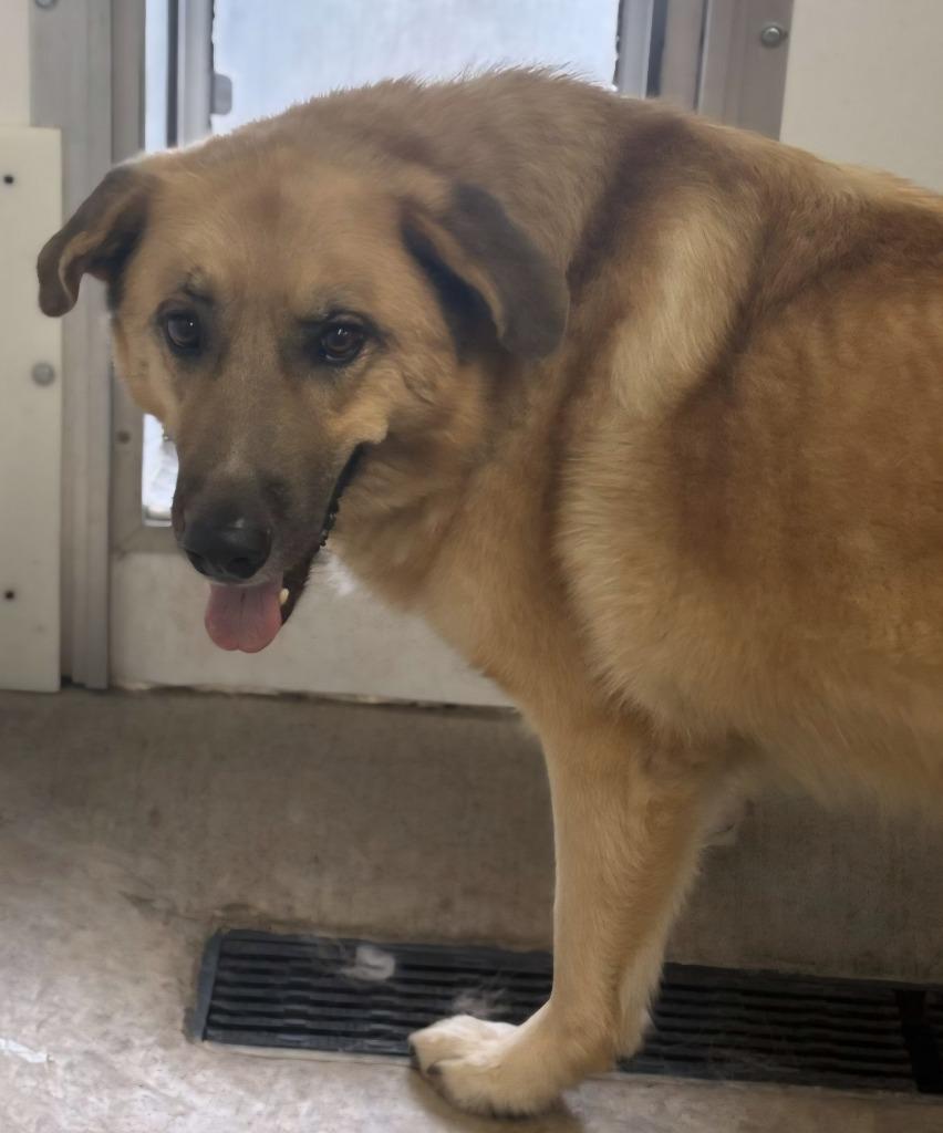 Journey, Adoptable, Adult Male Anatolian Shepherd & Shepherd.