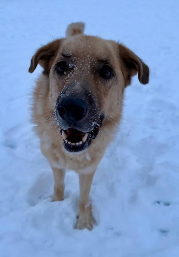 Journey, a Adoptable mixed breed in Viroqua, WI image 2/6