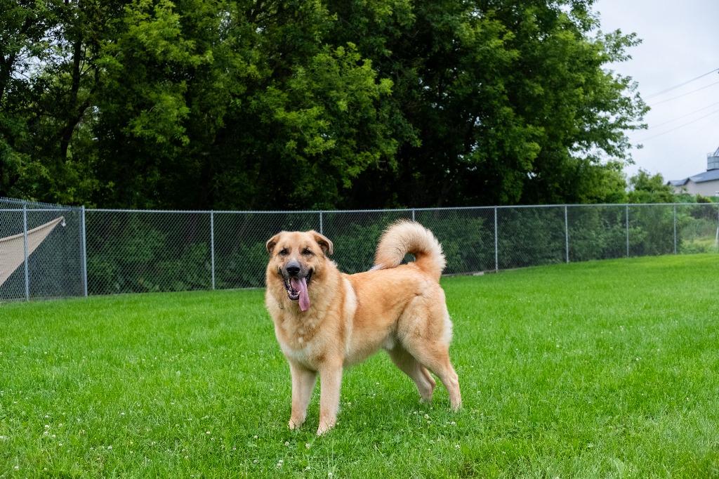 Journey, a Adoptable mixed breed in Viroqua, WI image 4/6