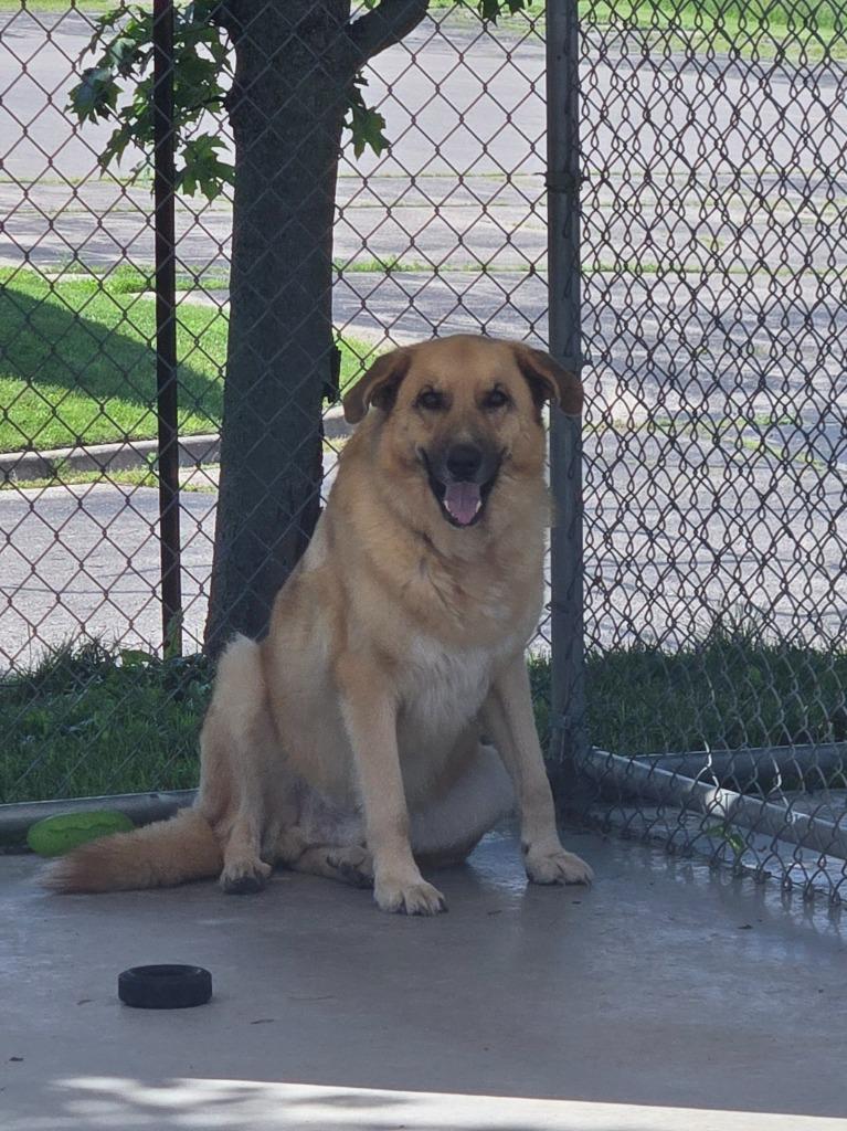 Journey, a Adoptable mixed breed in Viroqua, WI image 5/6