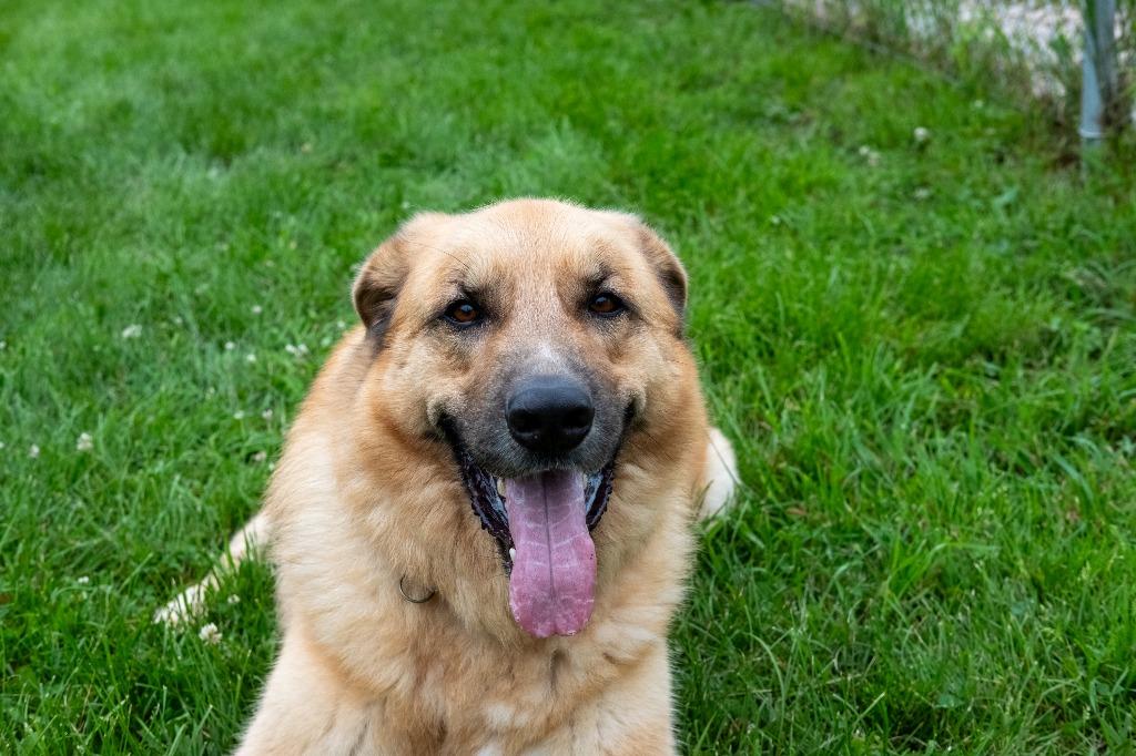 Journey, a Adoptable mixed breed in Viroqua, WI image 6/6