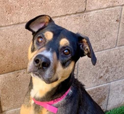 Enlarge URGENT! SAVE ME PLEASE! Elizabeth -ID#A513117, a Adoptable mixed breed in San Marcos, CA image 2/4