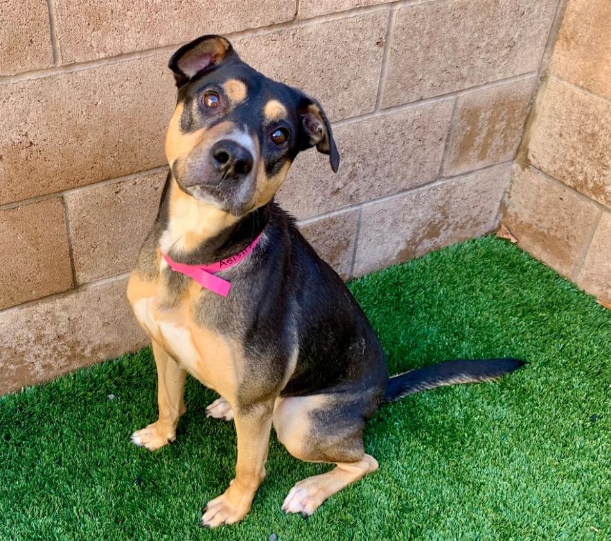 Enlarge URGENT! SAVE ME PLEASE! Elizabeth -ID#A513117, a Adoptable mixed breed in San Marcos, CA image 3/4