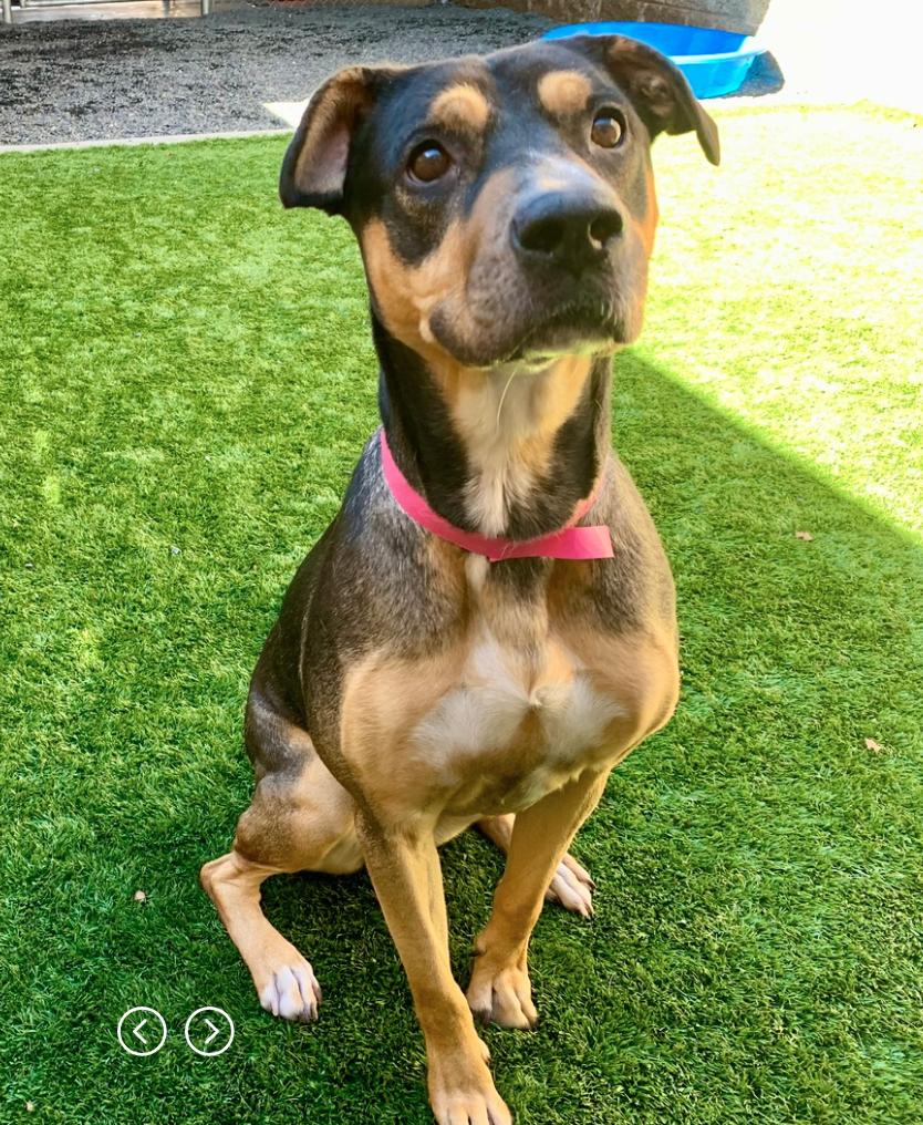 Enlarge URGENT! SAVE ME PLEASE! Elizabeth -ID#A513117, a Adoptable mixed breed in San Marcos, CA image 1/4