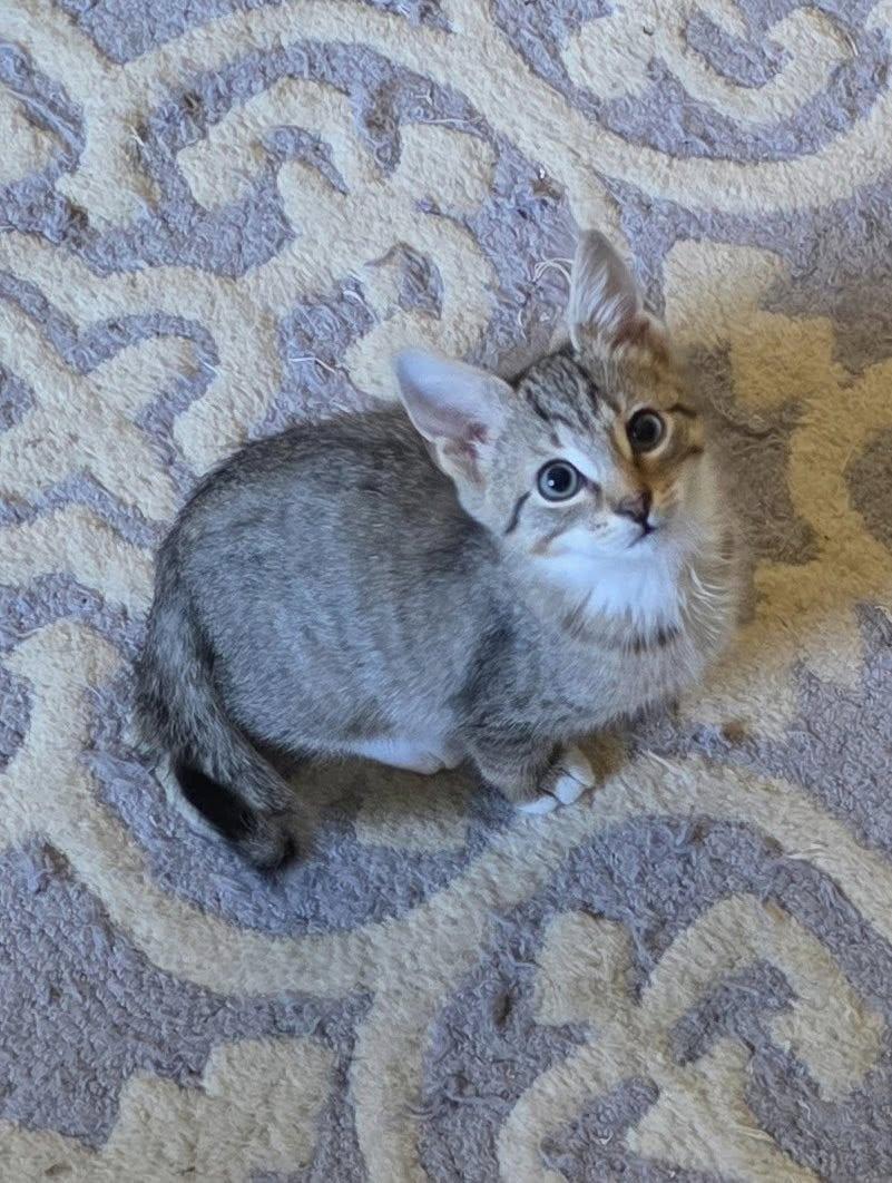 Enlarge Trinity, a Adopted Domestic Short Hair in Wilmington, NC image 1/1