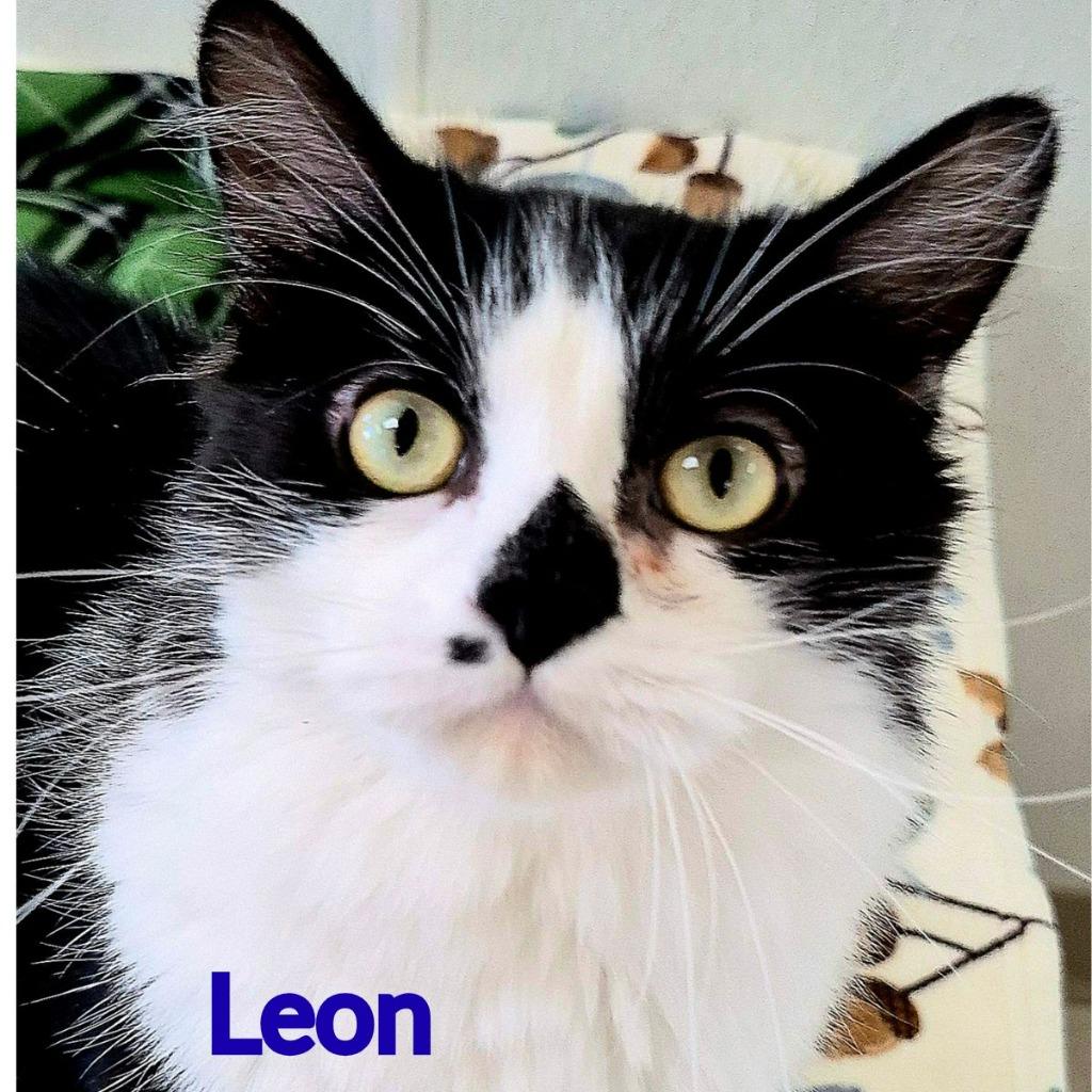 Leon, Adoptable, Young Male Domestic Medium Hair.