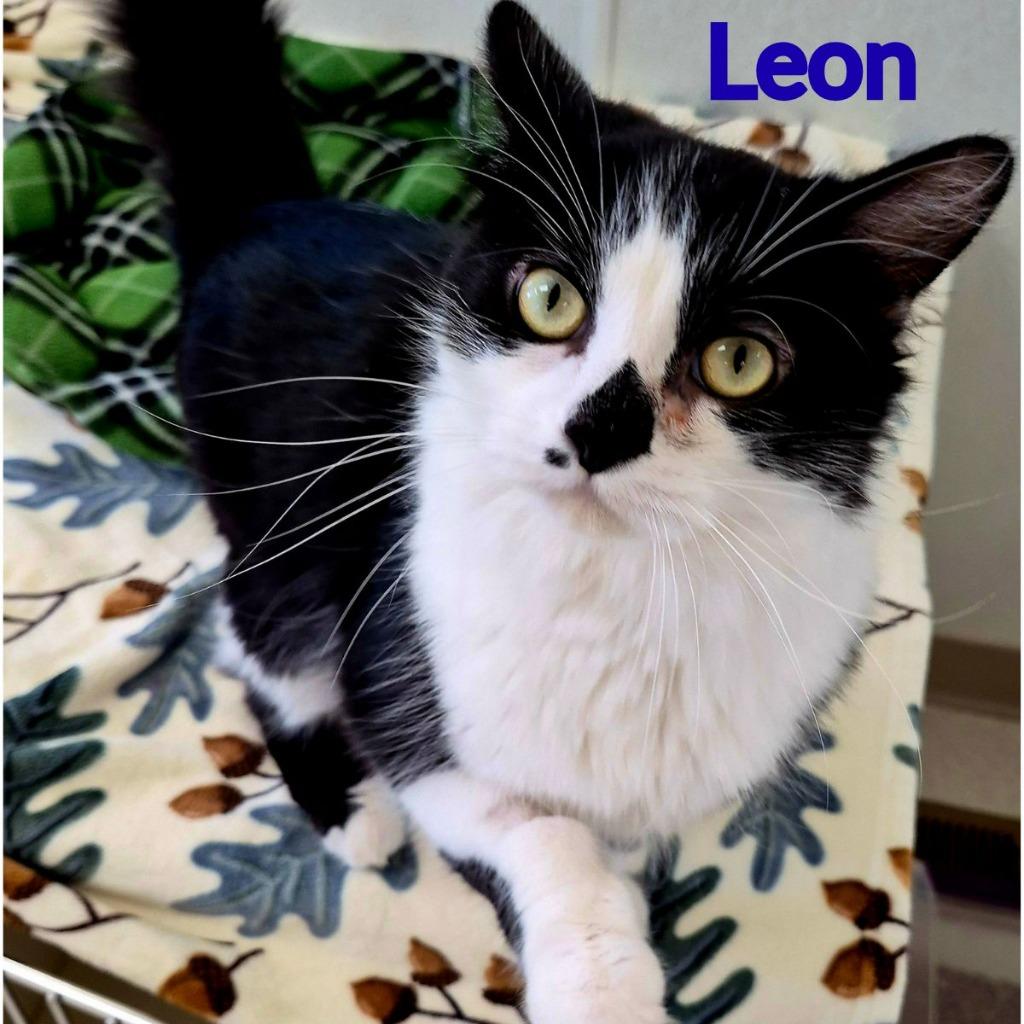Leon, a Adoptable mixed breed in North Saint Paul, MN image 2/3