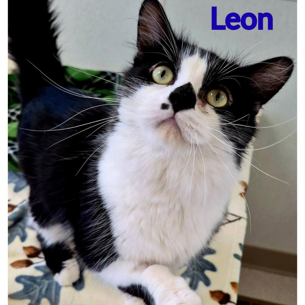 Leon, a Adoptable mixed breed in North Saint Paul, MN image 3/3