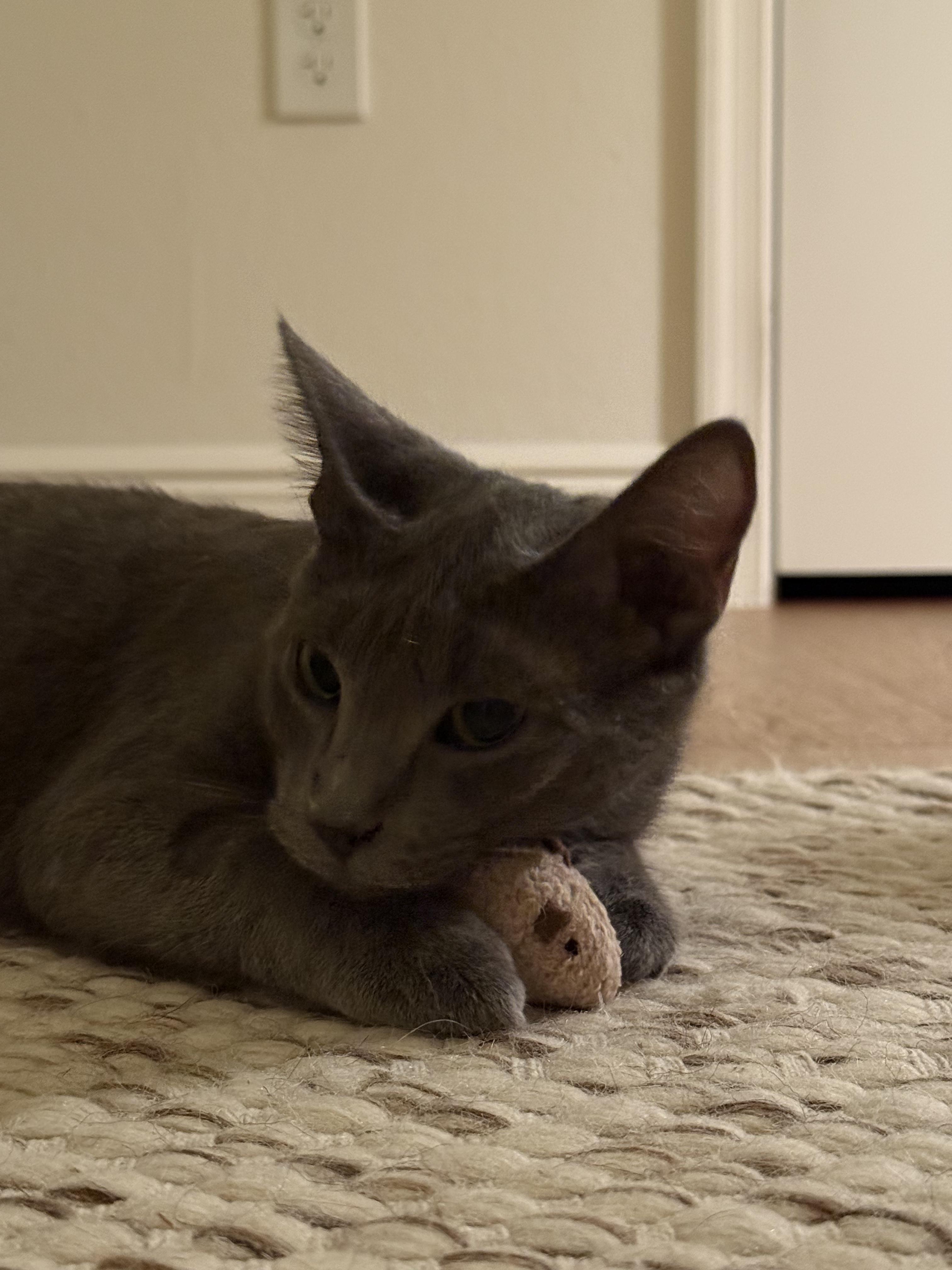 Lucy, an adoptable Domestic Short Hair in Saint Pete Beach, FL image 3/4