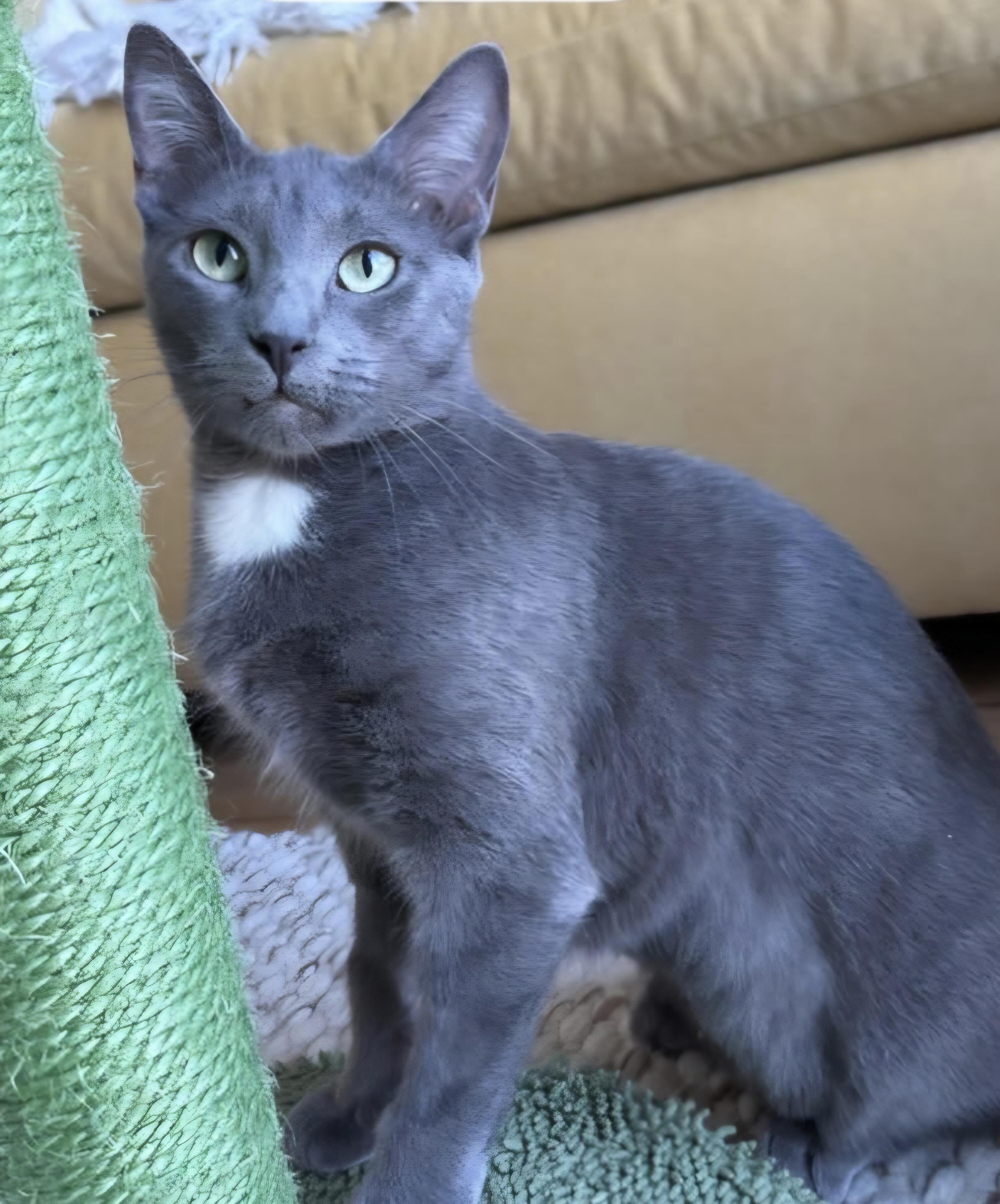 Lucy, adoptable, Young Female Domestic Short Hair.