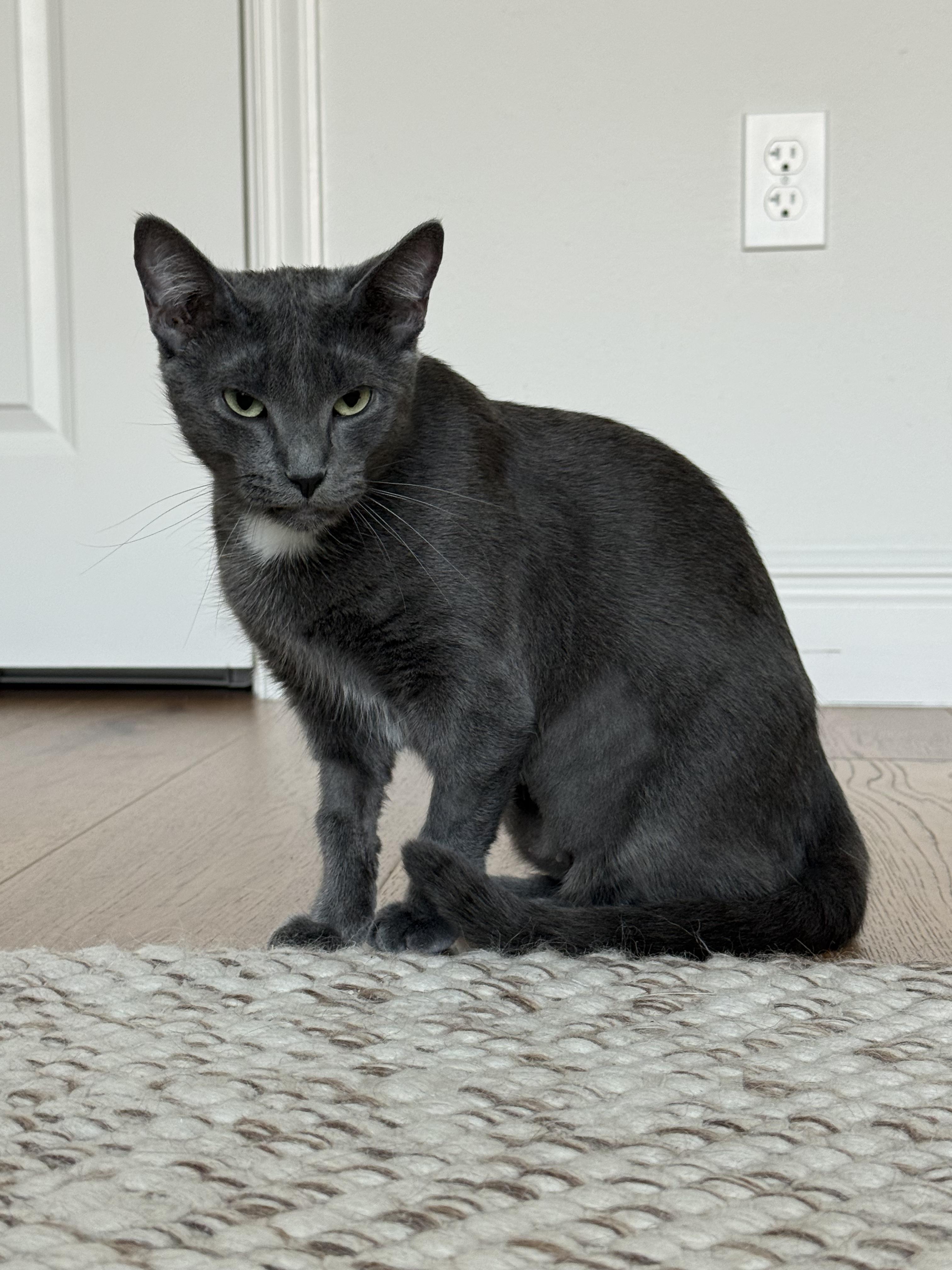 Lucy, an adoptable Domestic Short Hair in Saint Pete Beach, FL image 2/4