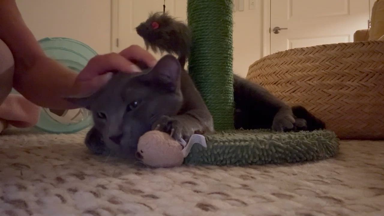 Enlarge Lucy, an adoptable Domestic Short Hair in Saint Pete Beach, FL video 4/4