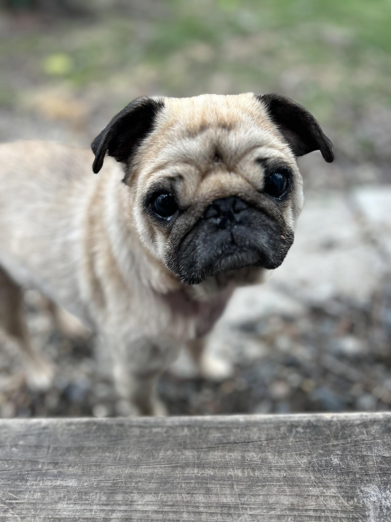 Figgy, Adoptable, Adult Male Pug.