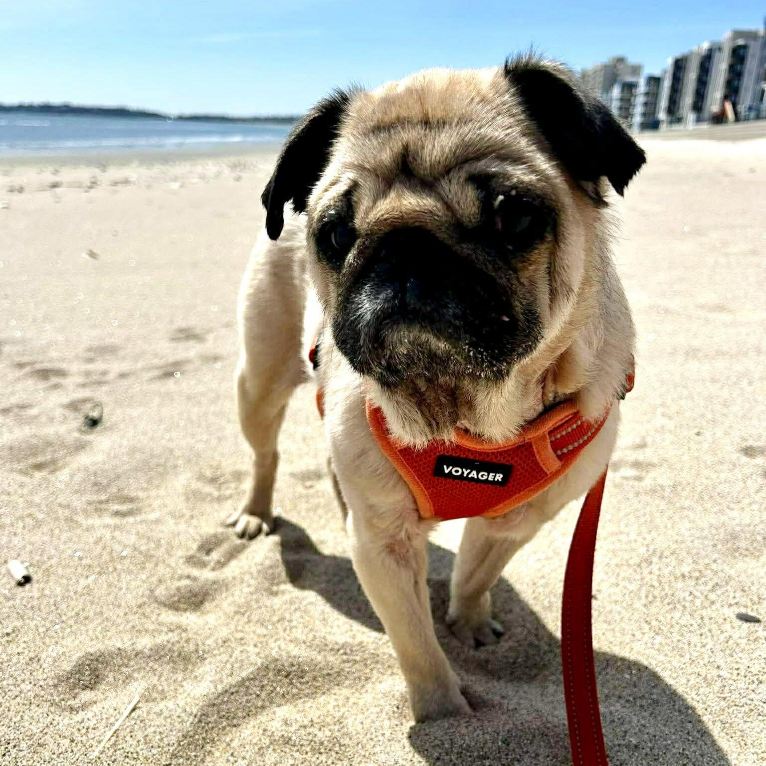 Enlarge Figgy, a Adoptable Pug in Pelham, MA image 2/3