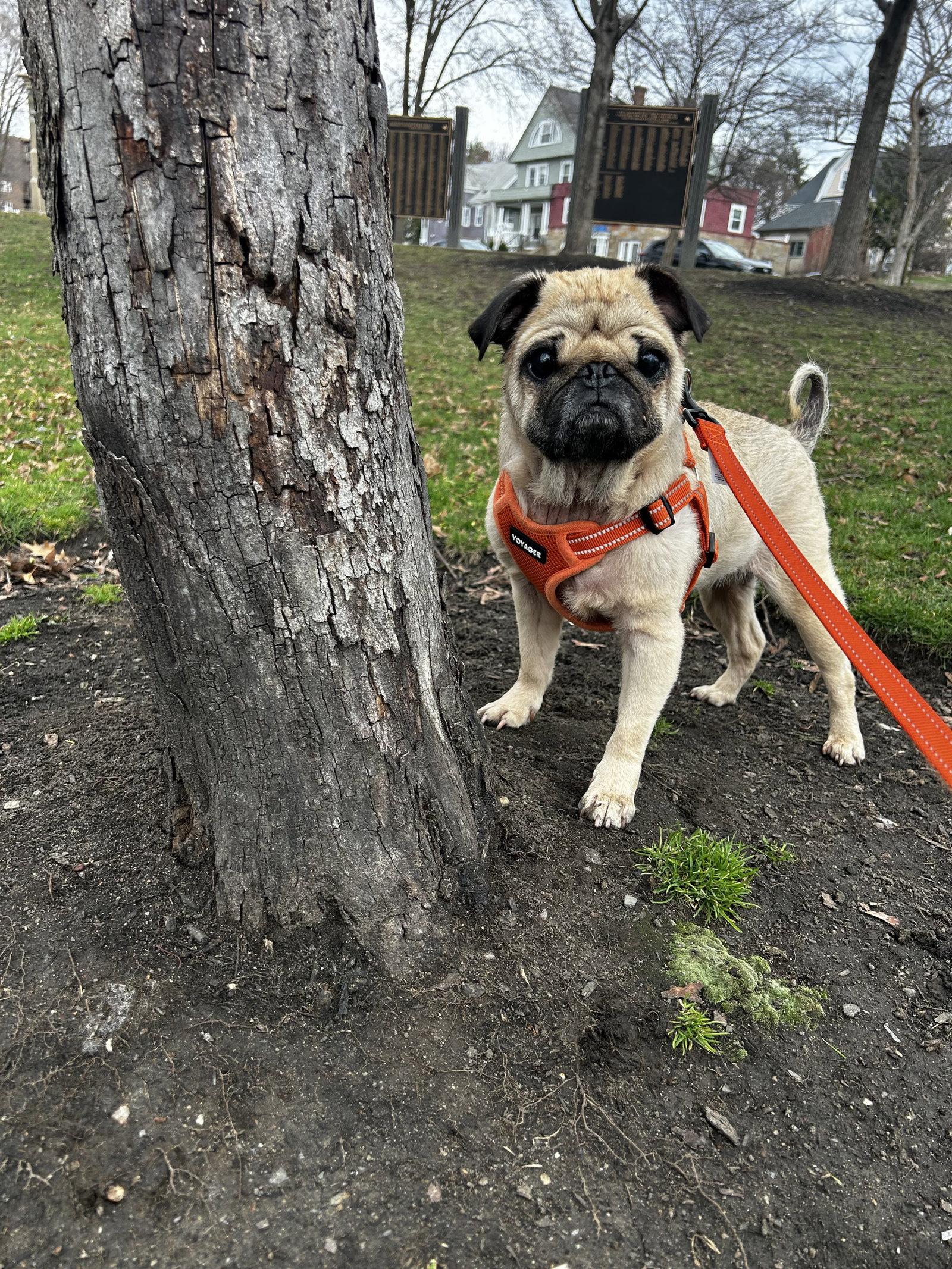Enlarge Figgy, a Adoptable Pug in Pelham, MA image 3/3