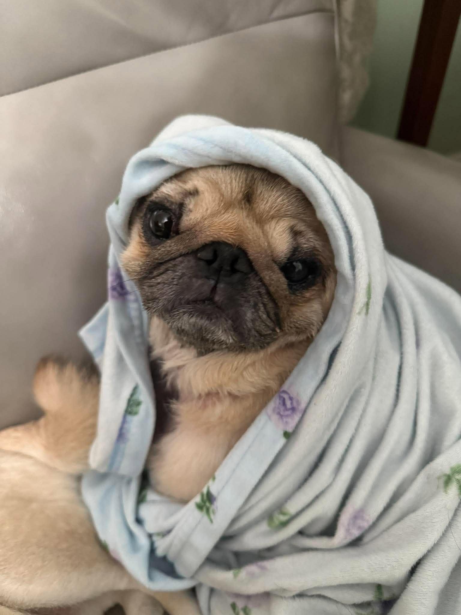 Enlarge Figgy, a Adoptable Pug in Pelham, MA image 3/3